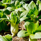 2000 CANTON PAK CHOI (Bok Choy / Chinese Cabbage) Brassica Rapa Chinensis Vegetable Seeds