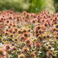 20 NEW ZEALAND BURRS Scarlet Piripiri Acaena Microphylla Flower Ground Cover Seeds