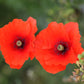250 Red LONG POD POPPY Papaver Dubium Long Headed Blindeyes Flower Seeds