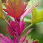 100 GIANT GOOSEFOOT Chenopodium Giganteum Purple Magenta Spreen Vegetable Seeds