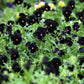 50 BLACK PANSY Clear Crystals Viola Wittrockiana Flower Seeds