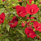 25 MIXED LUNA HIBISCUS Moscheutos Hardy Mixed Colors - Red, Hot Pink, Pink & White Swirl, and White Flower Seeds