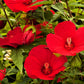 10 Luna RED HARDY HIBISCUS Hibiscus Moscheutos Balhibred Flower Seeds