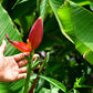 5 DWARF PINK BANANA Velvet Musa Velutina Flowering Fruit Tree Seeds
