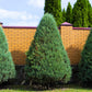 25 THUJA TREE Cedar Thuja Occidentalis Conifer Seeds