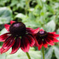 20 CHERRY BRANDY RUDBECKIA Hirta Bicolor Red Black Eyed Susan Flower Seeds