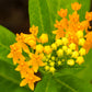 10 SILKY GOLD MILKWEED Butterfly Weed Asclepias Curassavica Monarch Flower Seeds
