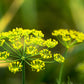 1500 DUKAT DILL Anethum Graveolens Sweet Heirloom European Herb Vegetable Seeds