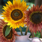 100 AUTUMN BEAUTY SUNFLOWER Helianthus Annuus Flower Seeds