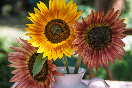 100 AUTUMN BEAUTY SUNFLOWER Helianthus Annuus Flower Seeds
