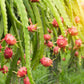 20 PURPLE DRAGON FRUIT (Pitaya / Pitahaya / Strawberry Pear) Hylocereus Undatus Cactus Seeds