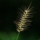 25 BOTTLEBRUSH GRASS Ornamental Shade Elymus Hystrix Patula Seeds