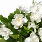 50 GARDENIA Jasminoides / CAPE JASMINE Fragrant White Shrub Houseplant Flower Seeds