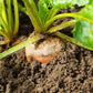 30 BURPEE'S GOLDEN BEET Beta Vulgaris Yellow Root Vegetable Seeds