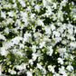 200 WHITE LOBELIA REGATTA Erinus Flower Seeds
