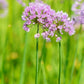 250 ALLIUM NODDING ONION Allium Cernuum Flower Seeds