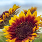 100 AUTUMN BEAUTY SUNFLOWER Helianthus Annuus Flower Seeds