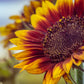 100 AUTUMN BEAUTY SUNFLOWER Helianthus Annuus Flower Seeds