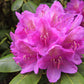 50 MIXED HYBRIDS RHODODENDRON spp. Mixed Colors - Red, Pink, Purple, White, Yellow, Orange Flower Sun or Shade Bush Shrub Seeds