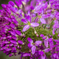 100 Rocky Mountain BEE PLANT Cleome Serrulata Flower Seeds