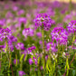 100 Rocky Mountain BEE PLANT Cleome Serrulata Flower Seeds