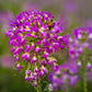 100 Rocky Mountain BEE PLANT Cleome Serrulata Flower Seeds