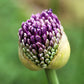 25 GIANT ALLIUM Allium Giganteum Purple Globe Flower Seeds