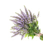 500 SPEARMINT (English Mint) Mentha Spicata Herb Flower Seeds