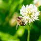 2000 MICROCLOVER Dwarf Miniature Trifolium Repens White Flower Clover Lawn Seeds