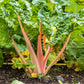 40 PINK FLAMINGO SWISS CHARD Beta Vulgaris Perpetual Spinach Vegetable Seeds