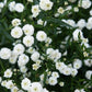 150 PEARL YARROW White Double Achillea Ptarmica Herb Flower Seeds