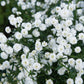 150 PEARL YARROW White Double Achillea Ptarmica Herb Flower Seeds
