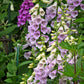 1000 FOXGLOVE EXCELSIOR MIX Digitalis Purpurea Mixed Colors Flower Seeds