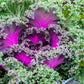60 ORNAMENTAL KALE MIXED Colors Brassica Oleracea Flower Seeds