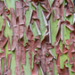 10 PACIFIC MADRONE TREE Bearberry Red Arbutus Menziesii Oregon Laurel Seeds
