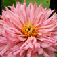 300 Burpeeana Giant Mix CACTUS FLOWERED ZINNIA Elegans Flower Seeds