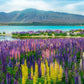 75 Mixed Colors RUSSELL LUPINE (Streamside, Bigleaf, Garden, or Washington Lupine) Lupinus Polyphyllus Flower Seeds