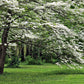10 American WHITE FLOWERING DOGWOOD Small Tree Cornus Florida Seeds