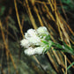 150 White PUSSYTOES Cats Paws Antennaria Flower Seeds