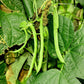50 KENTUCKY WONDER Pole BEAN Phaseolus Vulgaris Vegetable Seeds
