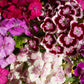 100 WEE Willie Dwarf SWEET WILLIAM Mixed Colors Dianthus Barbatus Flower Seeds