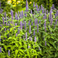 500 PURPLE ANISE HYSSOP (Licorice Mint / Blue Giant) Agastache Foeniculum Herb Flower Seeds