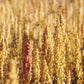 100 Organic PEPPERMINT QUINOA Grain Chenopodium Quinoa White & Green Heads - White Seeds