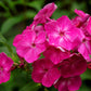 100 Mixed Colors DRUMMOND PHLOX MIX Pink, Red, White, Purple Phlox Drummondii Flower Seeds