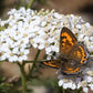 1000 WHITE YARROW Achillea Millefolium Flower Seeds