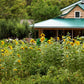 50 SKYSCRAPER SUNFLOWER Helianthus Annuus Flower Seeds