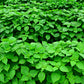 300 GREEN SHISO aka PERILLA Frutescens Ornamental Herb Seeds Green & Purple