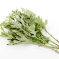 1000 JAPANESE MUGWORT Artemisia Princeps Korean Wormwood Yomagi Herb Yellow Flower Seeds