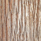 30 Kashmir WEEPING CYPRESS TREE Cupressus Cashmeriana Blue Evergreen Seeds