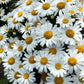 2000 OX EYE DAISY Marguerite Chrysanthemum Leucanthemum White Flower Seeds